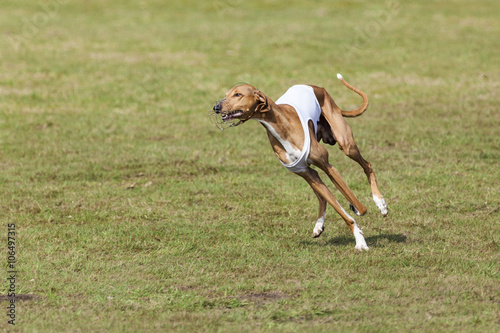 Azawakh hound running