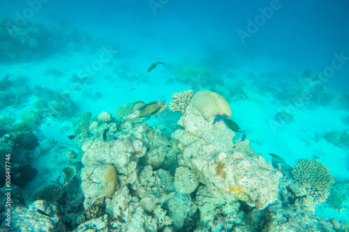 exotic marine life near Maldives island, tropical summer vacation concept 