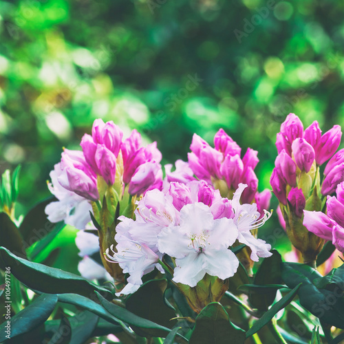 Pink flowers of a rhododendron