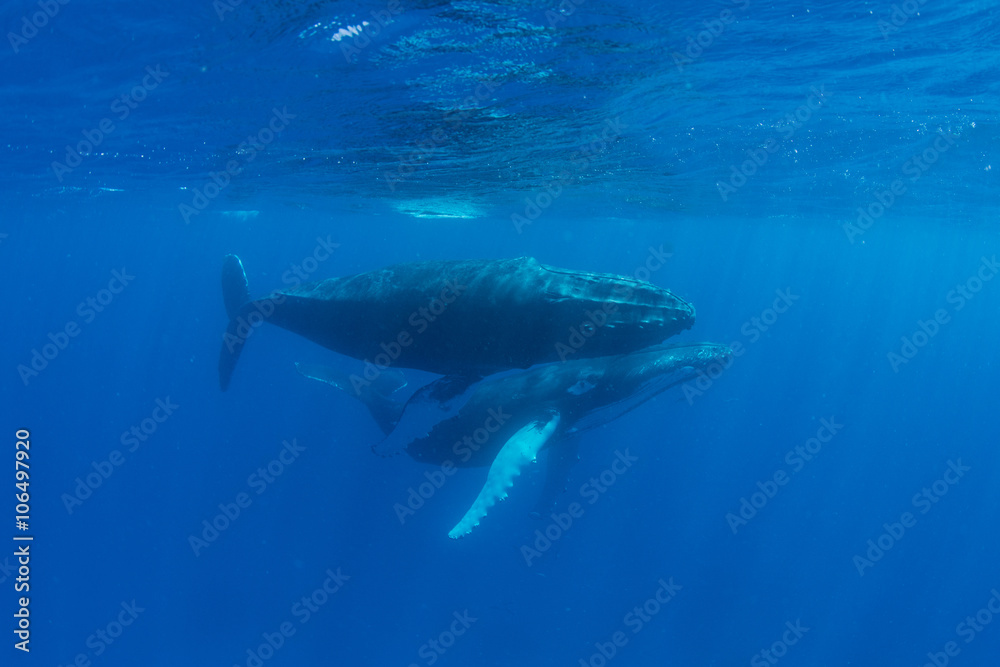 Naklejka premium Humpback Whales in Shallow Water