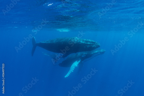 Humpback Whales in Shallow Water © ead72