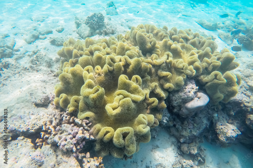 Naklejka premium exotic marine life near Maldives island, tropical summer vacation concept 