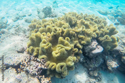 exotic marine life near Maldives island, tropical summer vacation concept 