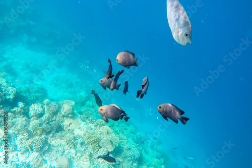 exotic marine life near Maldives island, tropical summer vacation concept  © theyok