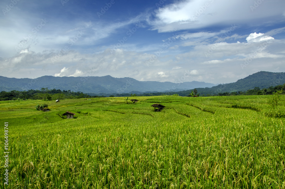 paddy field between hills
