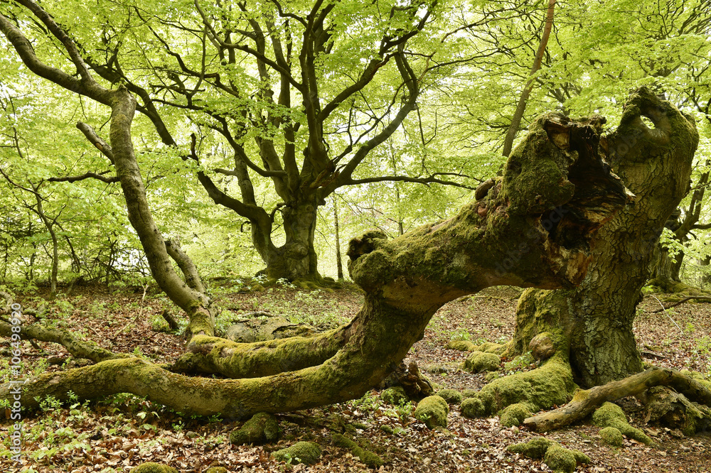 Fototapeta premium Buchenwald Halloh