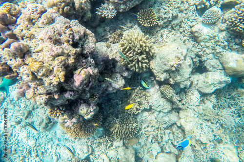Fototapeta Naklejka Na Ścianę i Meble -  exotic marine life near Maldives island, tropical summer vacation concept 