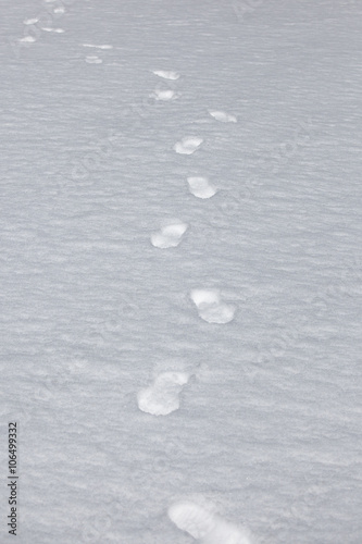 Tableau sur toile Orme sulla neve