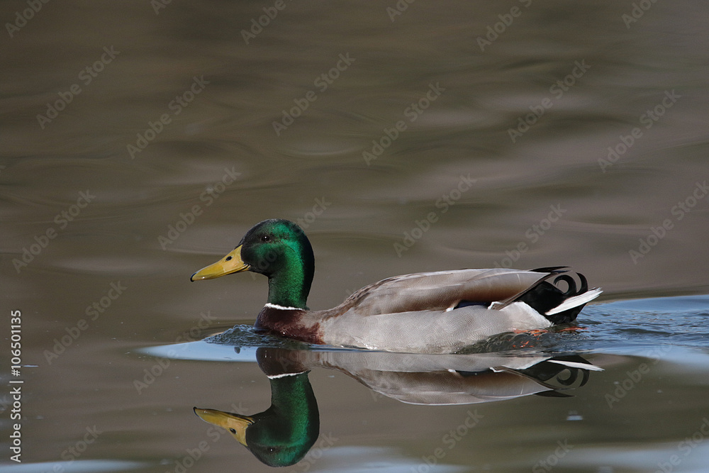 Obraz premium kaczka