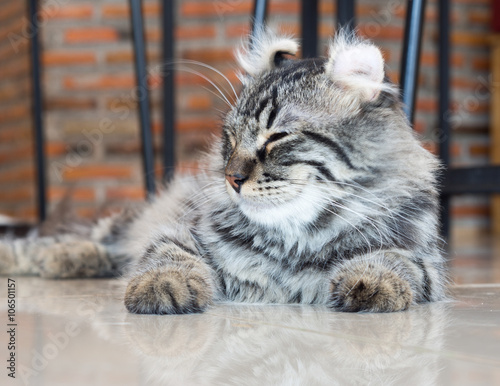 Obraz na plátně American curl cat side face closing eyes; central face focus