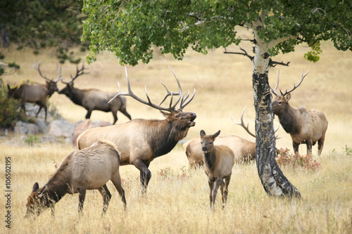Large bull elk (Cervus canadensis) bugling in a meadow surrounded by a herd and aspen trees