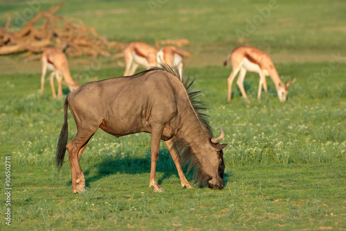 Grazing blue wildebeest and springbok antelopes, Kalahari, South Africa. © EcoView