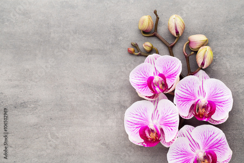 Fototapeta Naklejka Na Ścianę i Meble -  Spa orchid theme objects on grey background.