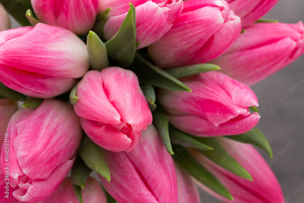 Obraz premium More tulip on the grey background.