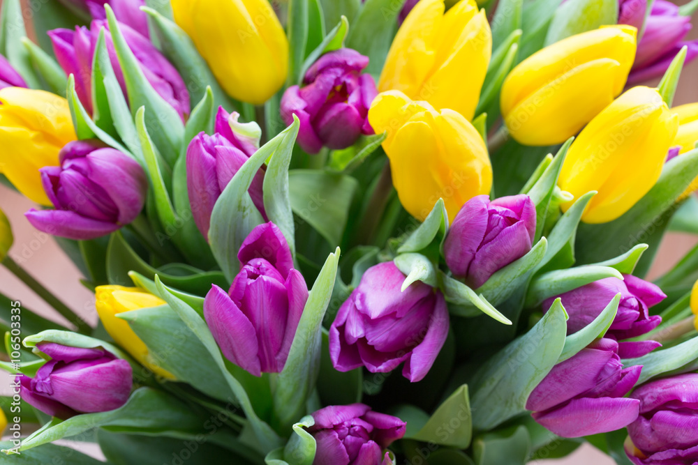 Purple and yellow tulip bouquet. More tulip on the grey backgrou Purple and yellow tulip bouquet. More tulip on the grey backgrou
