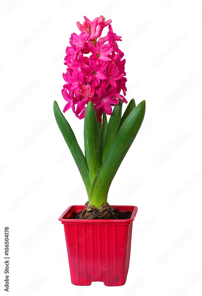 Pink snowdrops, first spring flowers, isolated on white background Pink snowdrops, first spring flowers, isolated on white background