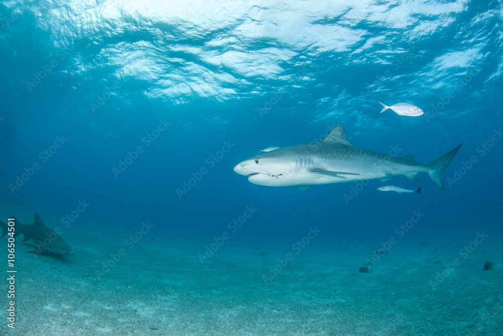 Fototapeta premium Tiger shark
