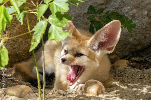 Fennec fox yawning