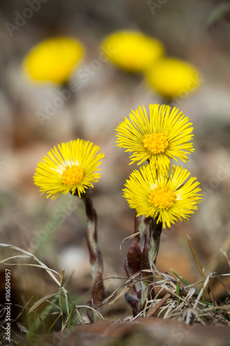 Tussilago farfara / coltsfoot