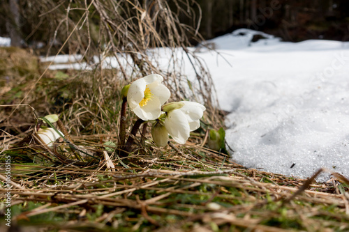 Schneerosen Frühlingsblumen im Wald photo