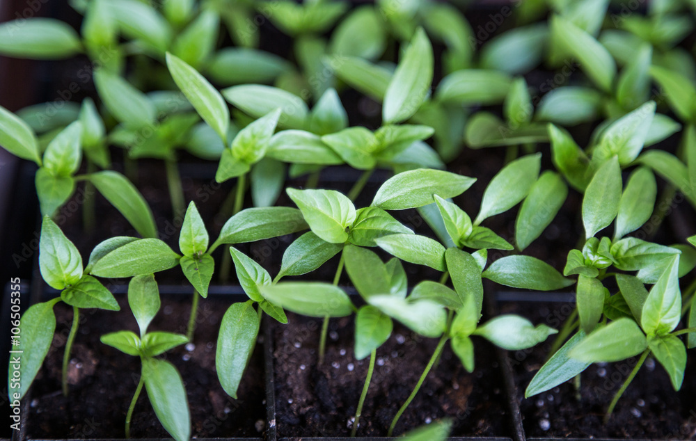 pepper sprouts pepper sprouts