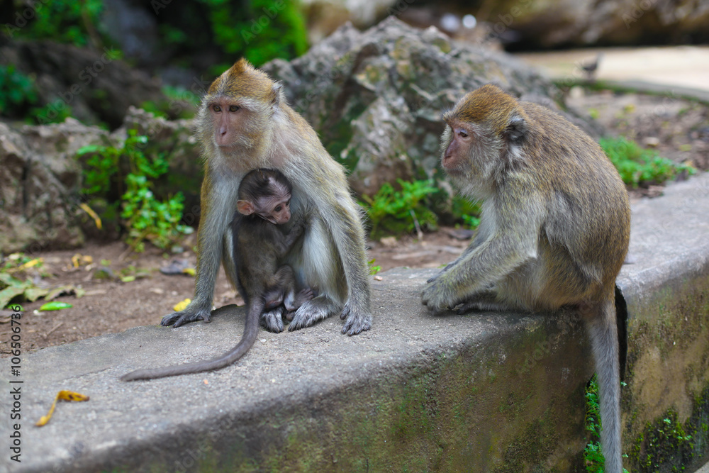 Obraz premium monkey with her baby