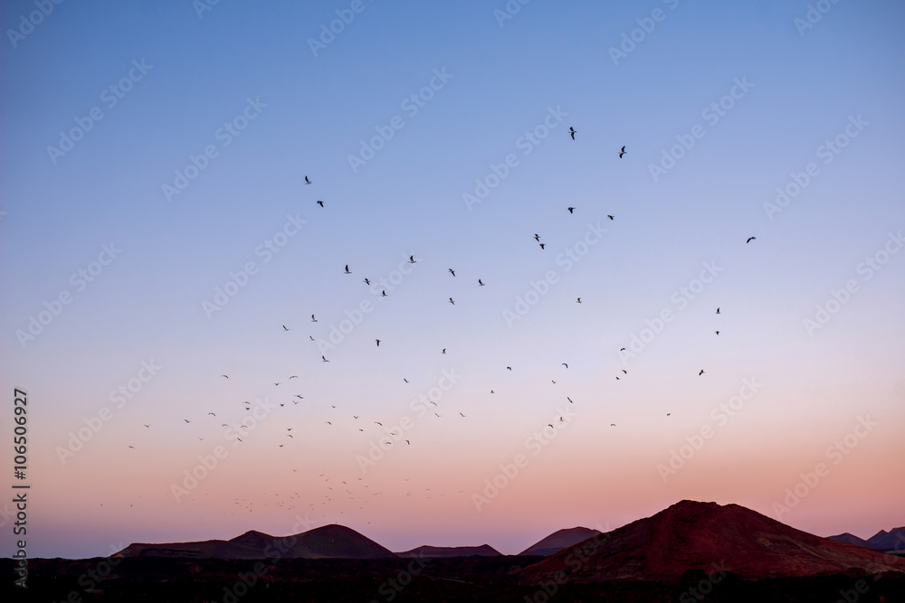 Volcanic landscape with birds flying in the evening on Lanzarote island in Spain