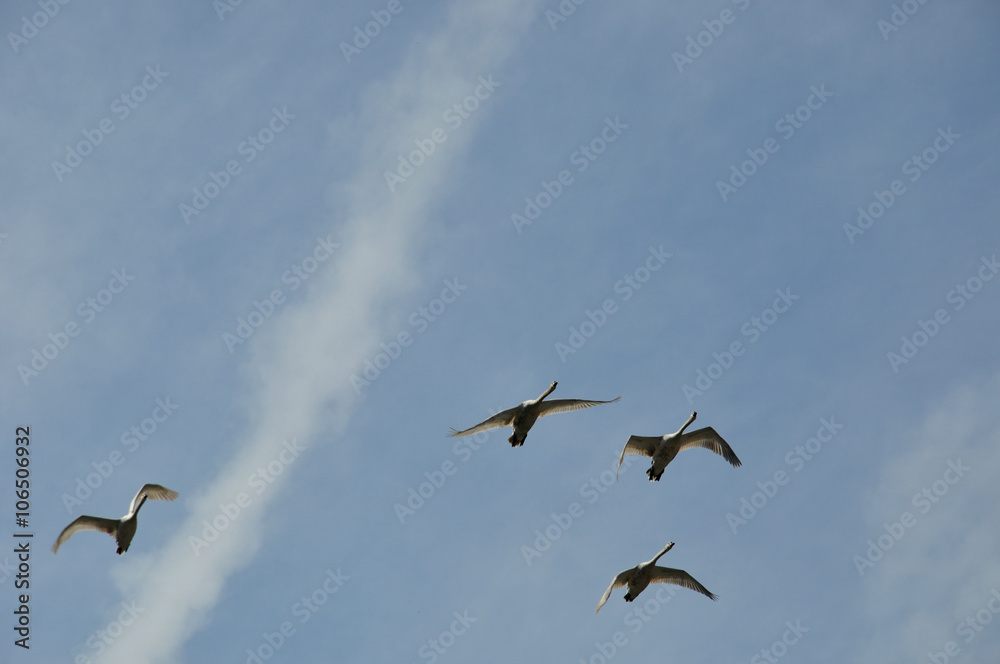 flying goose flock flying goose flock