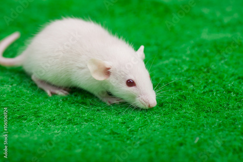 white mouse on a green grass background