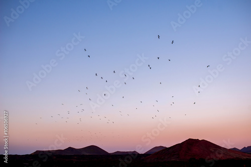 Volcanic landscape with birds flying in the evening on Lanzarote island in Spain © rh2010
