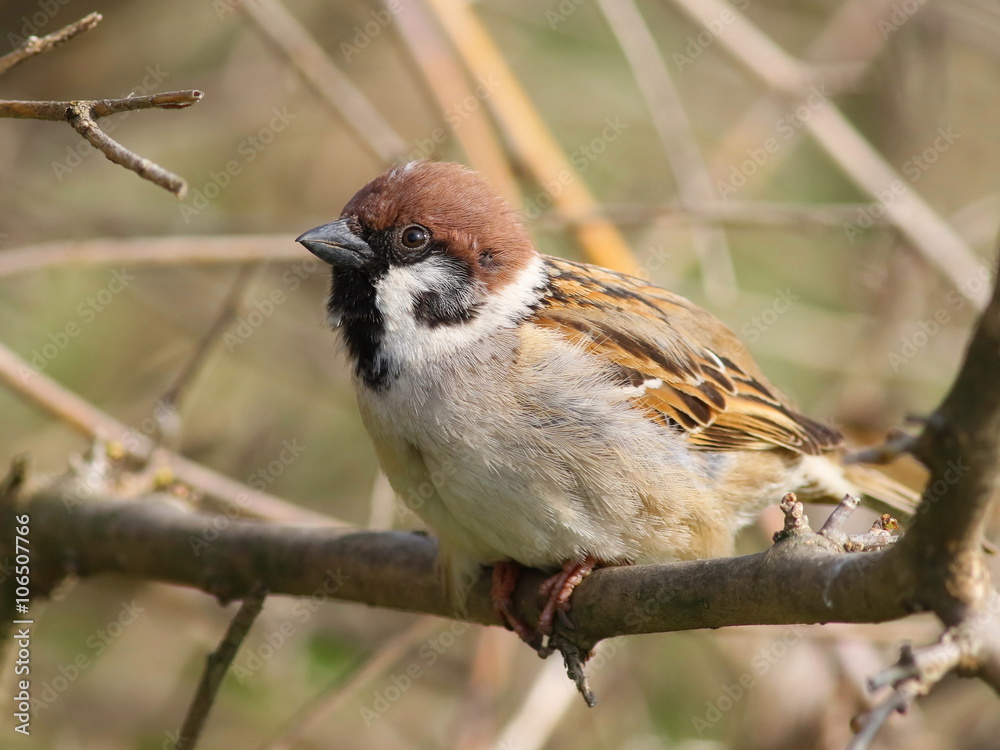 tree sparrow on branch, passer montanus tree sparrow on branch, passer montanus