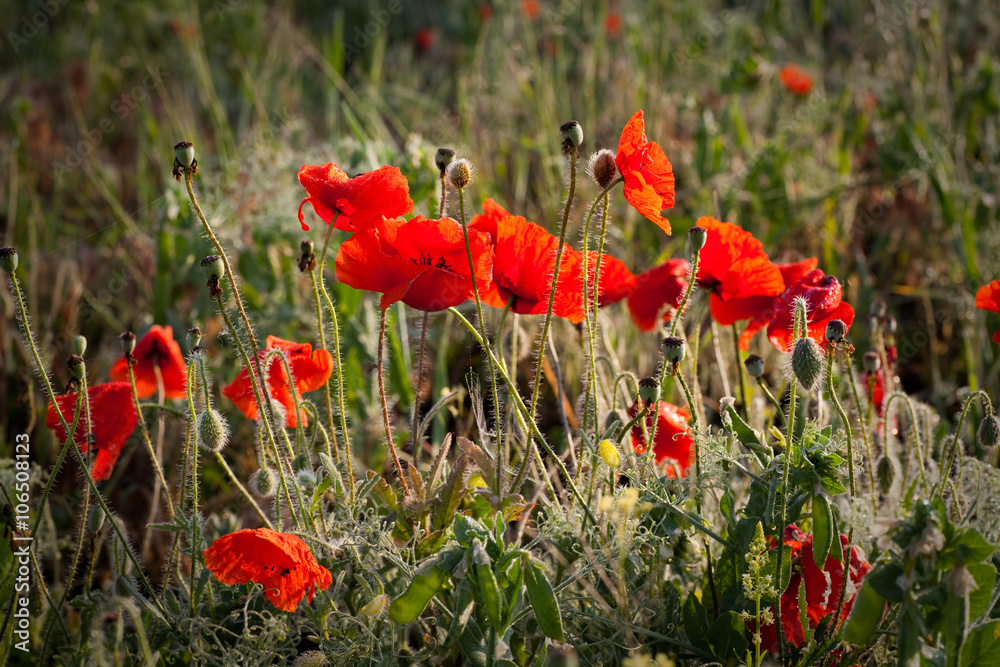 Naklejka premium Wild poppies with dew drops at sunrise