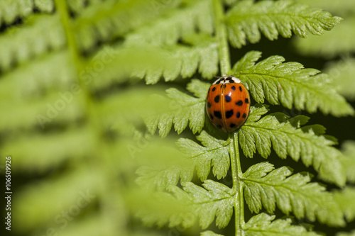 ladybug