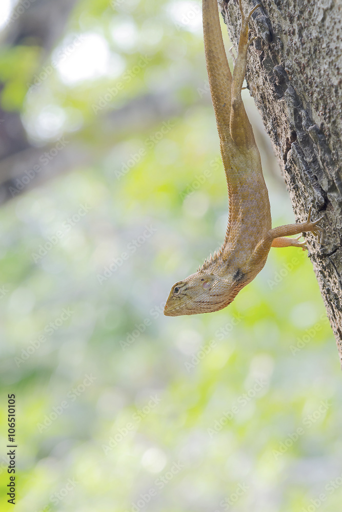 Lizard on Tree