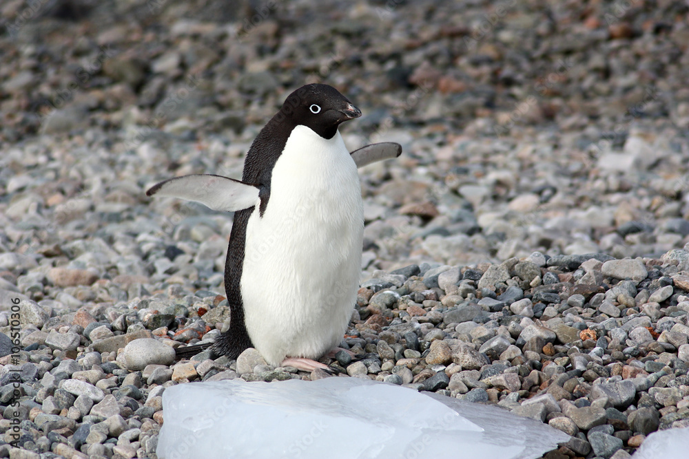 Naklejka premium Adeliepinguin
