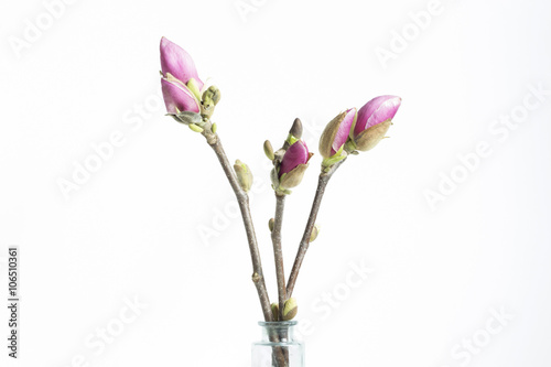 Magnolia Spring Background