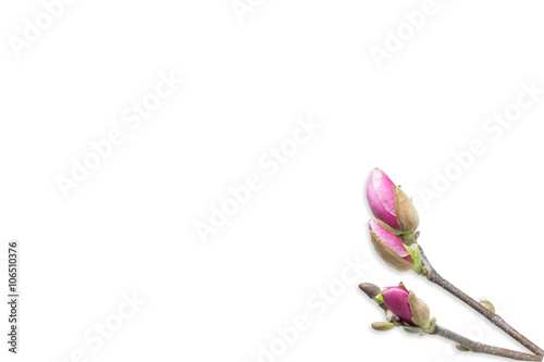 Magnolia Spring Background