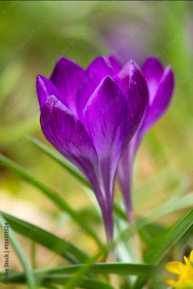 lila krokusse / Purple Crocuses