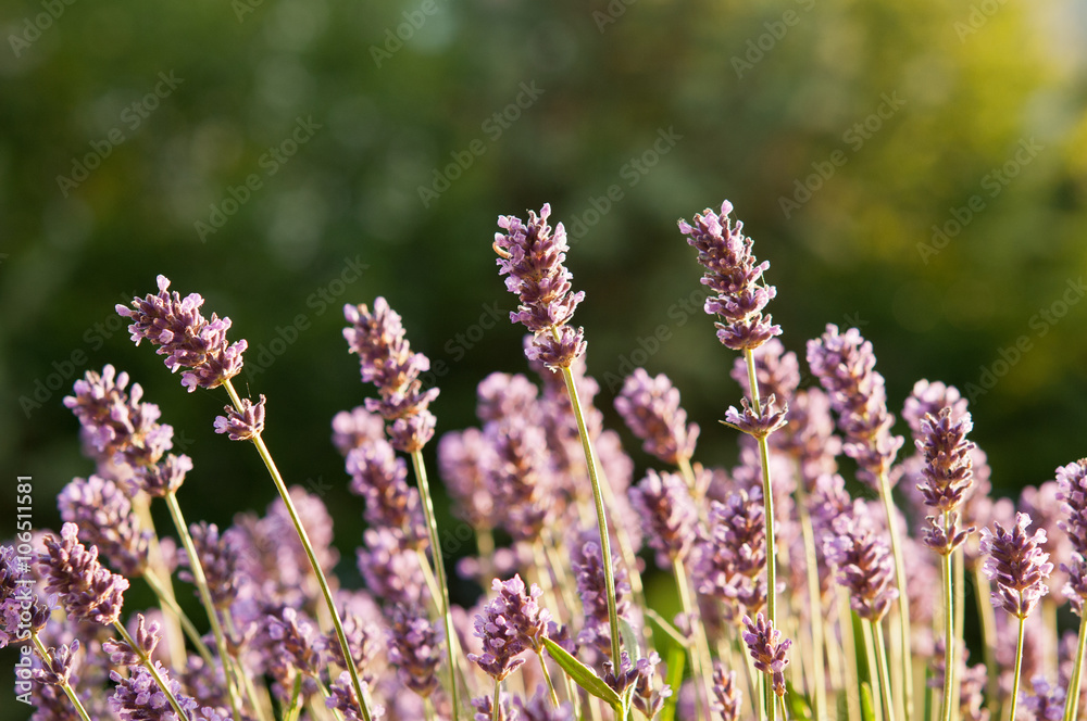 Lavender field in the soft evening light on green background. Natural background photo with shallow depth of field. Lavender field in the soft evening light on green background. Natural background photo with shallow depth of field.