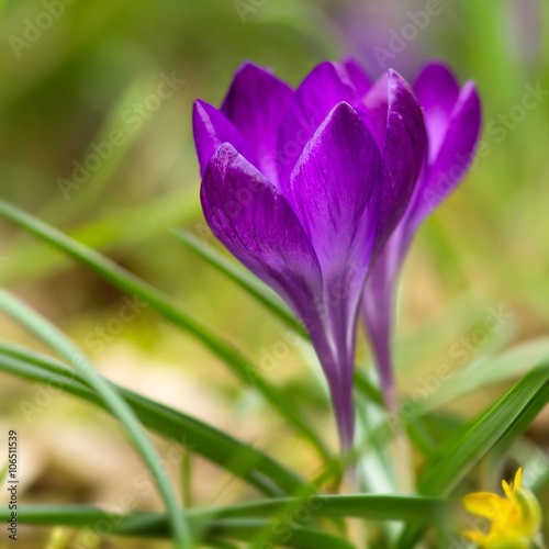 lila krokusse   Purple Crocuses