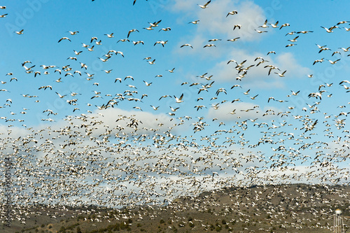 Snow Geese Flock Together Spring Migration Wild Birds
