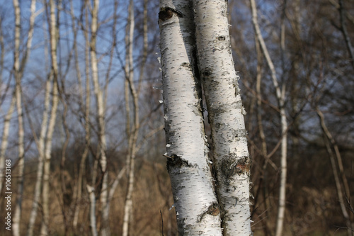 Two birch trees merged together
