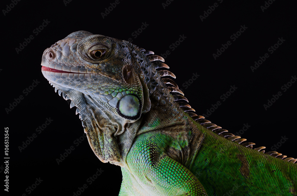 green iguana