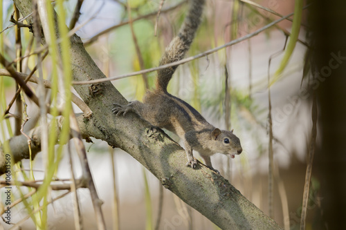 Indian Palm Squirrel © ttdk1234