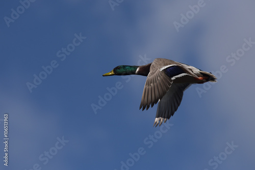 Mallard, Duck, Anas platyrhynchos