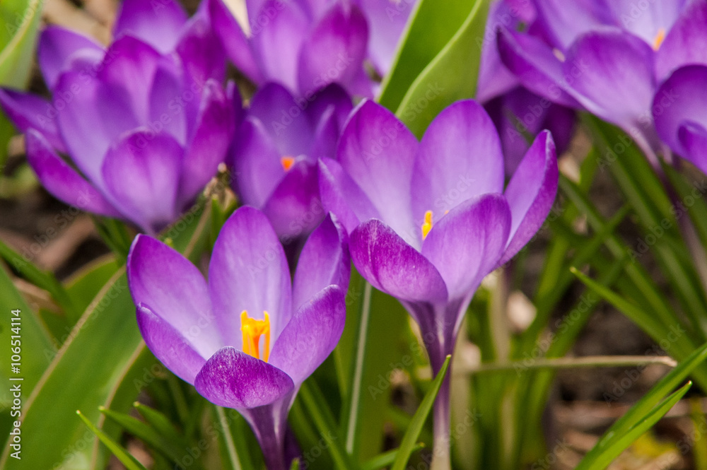 blue crocus flower