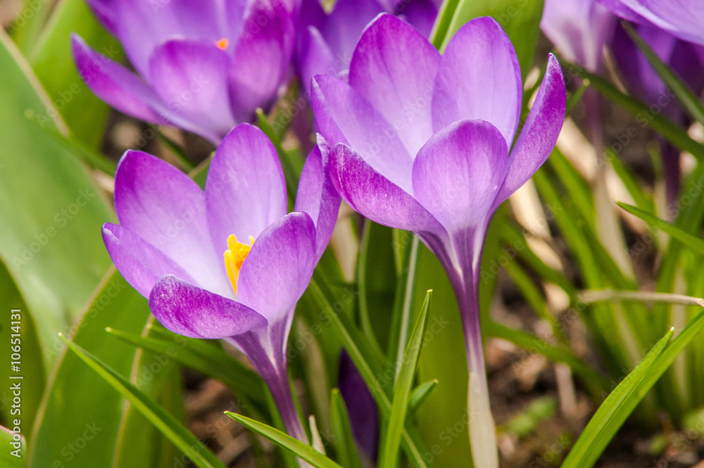 blue crocus flower