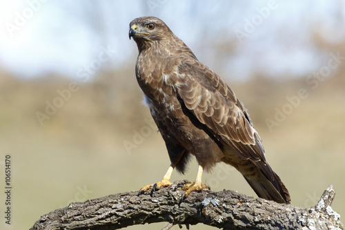 Buzzard (Buteo buteo) perched on a log