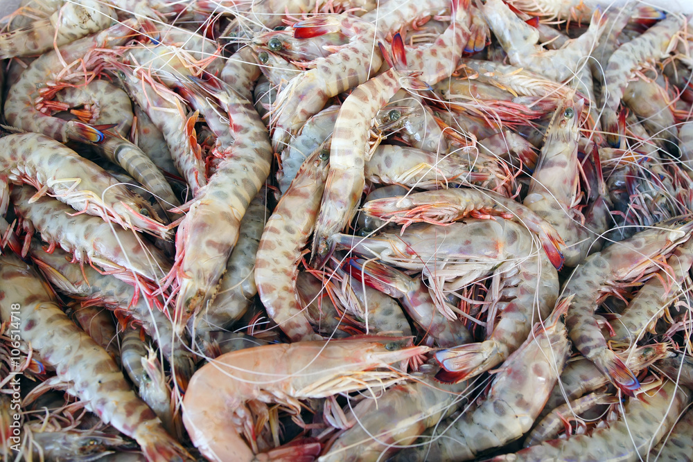 Fresh Tiger shrimps at the fish market in Greece