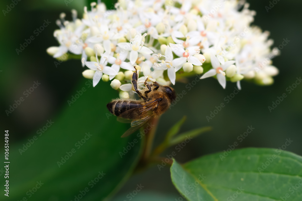 Bee on a flower